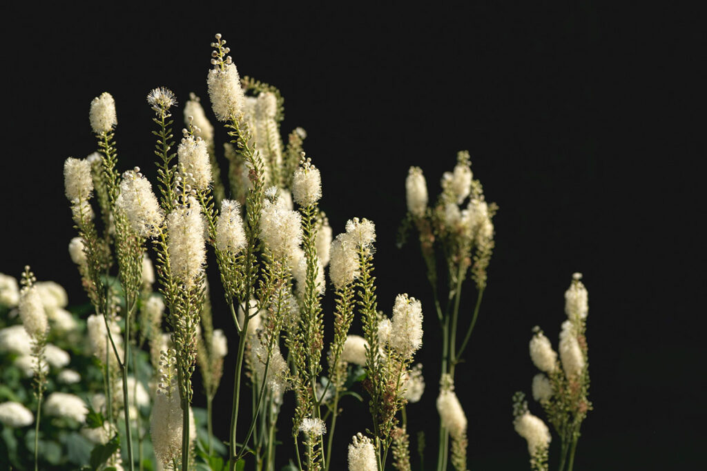 Which Herbal Remedies Offer Relief From Hot Flashes and Other Menopause Symptoms