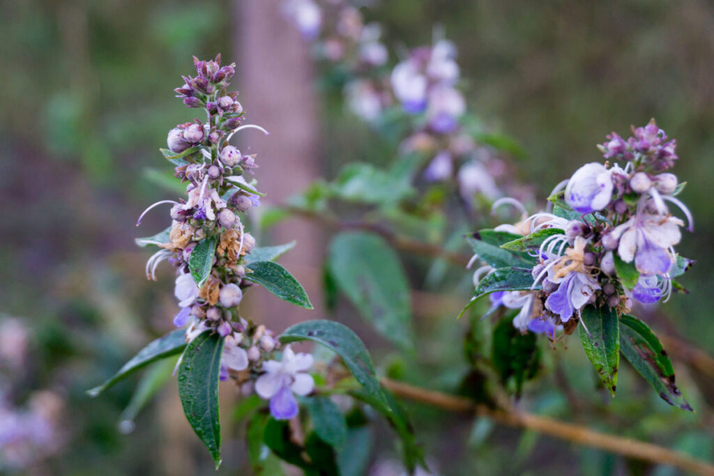 herbal menopause hot flash relief vitex angus cactus