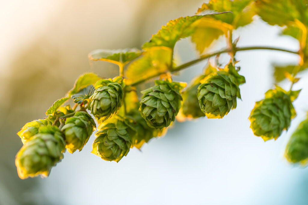 herbal menopause hot flashes relief hops
