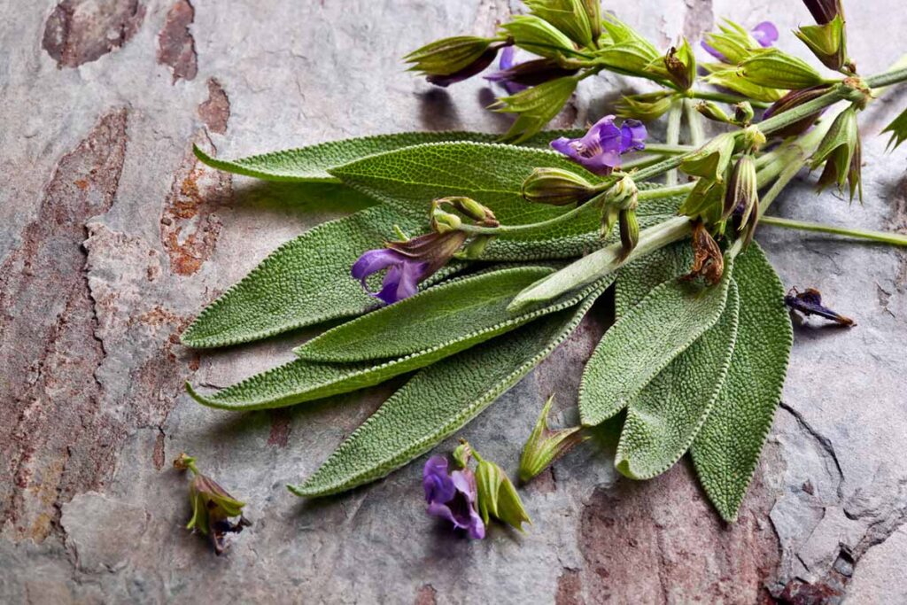herbal menopause hot flash sage