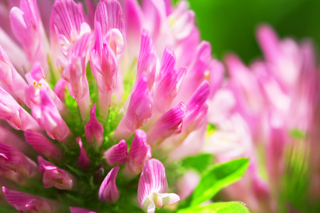 herbal menopause hot flashes relief red clover