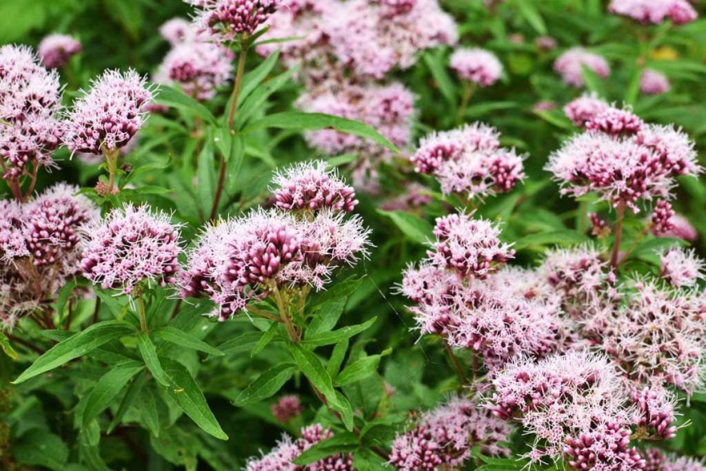 valerian herbal remedy for hot flash