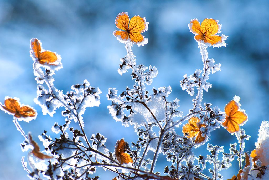 bright colored flowers with ice on them