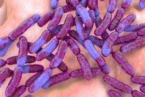 gut microbiome