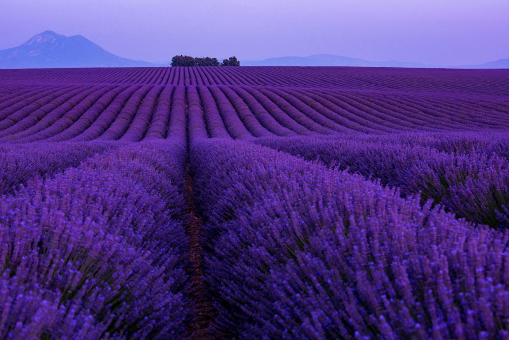 lavender fields