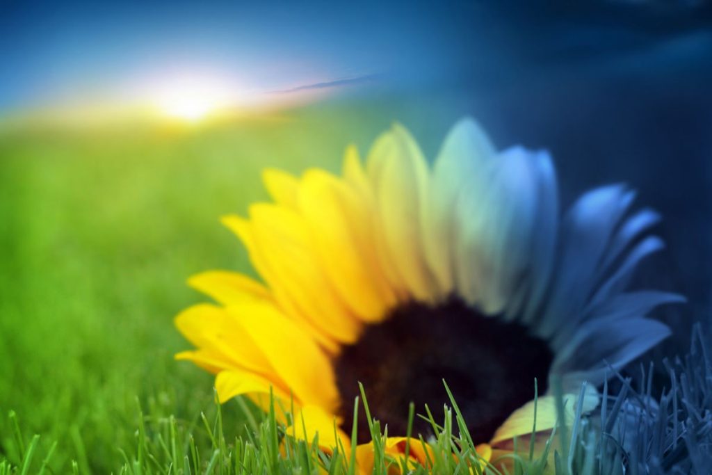 sunflower over night and day background
