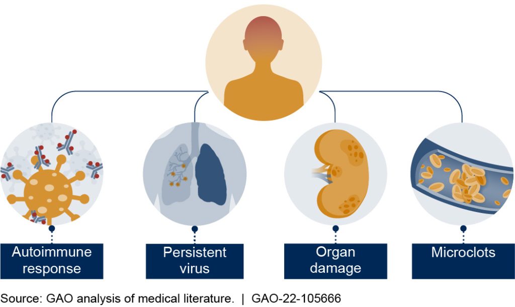 long covid effect on immune system courtesy GAO