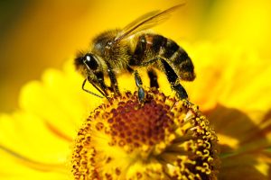 Bee on a flower creating pollen