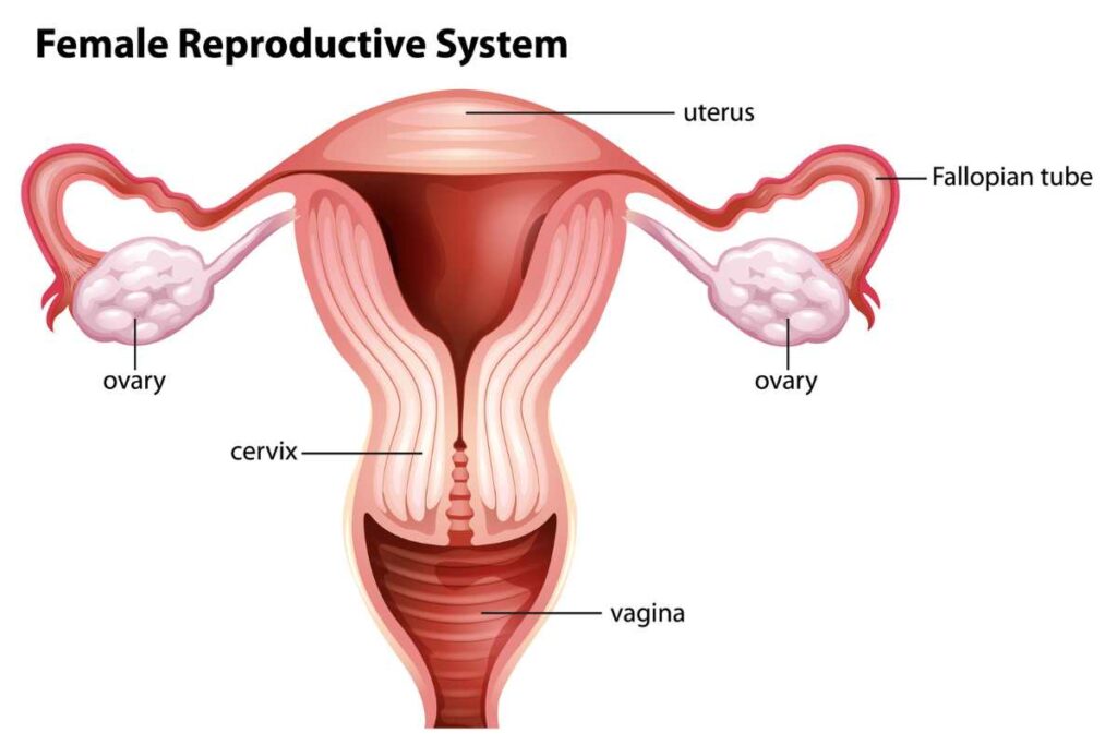 Diagram of female reproductive system
