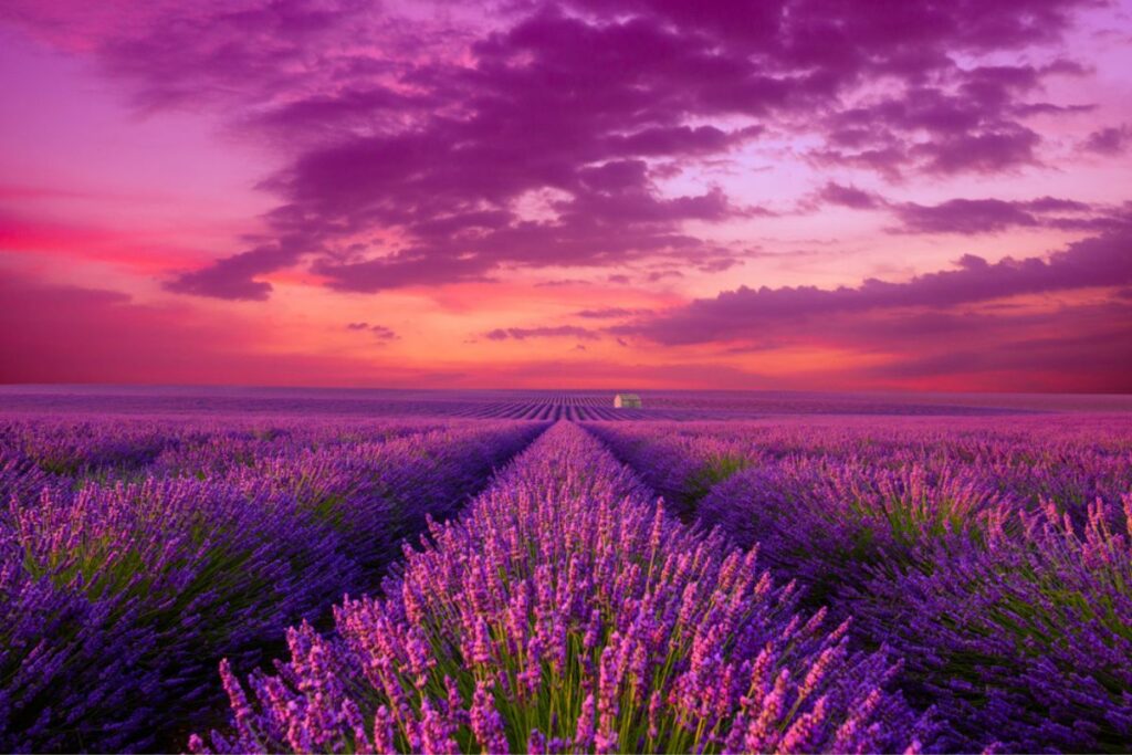 Calming purple meadow of lavender floweres