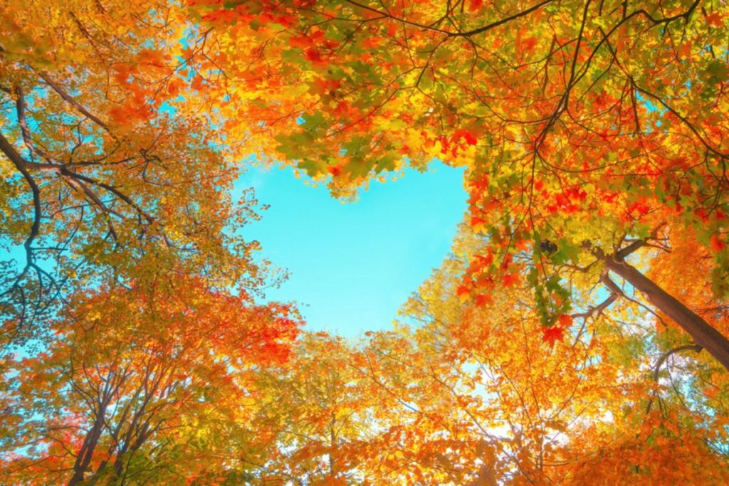 gratitude heart in sky formed by leaves on trees