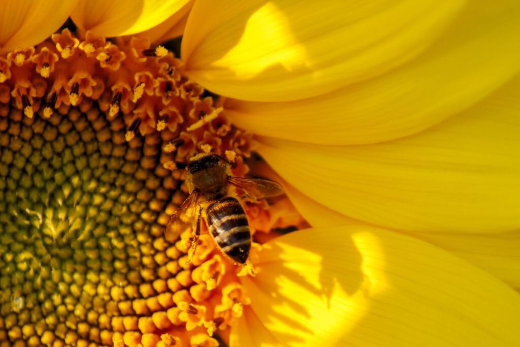 bee on plant getting pollen