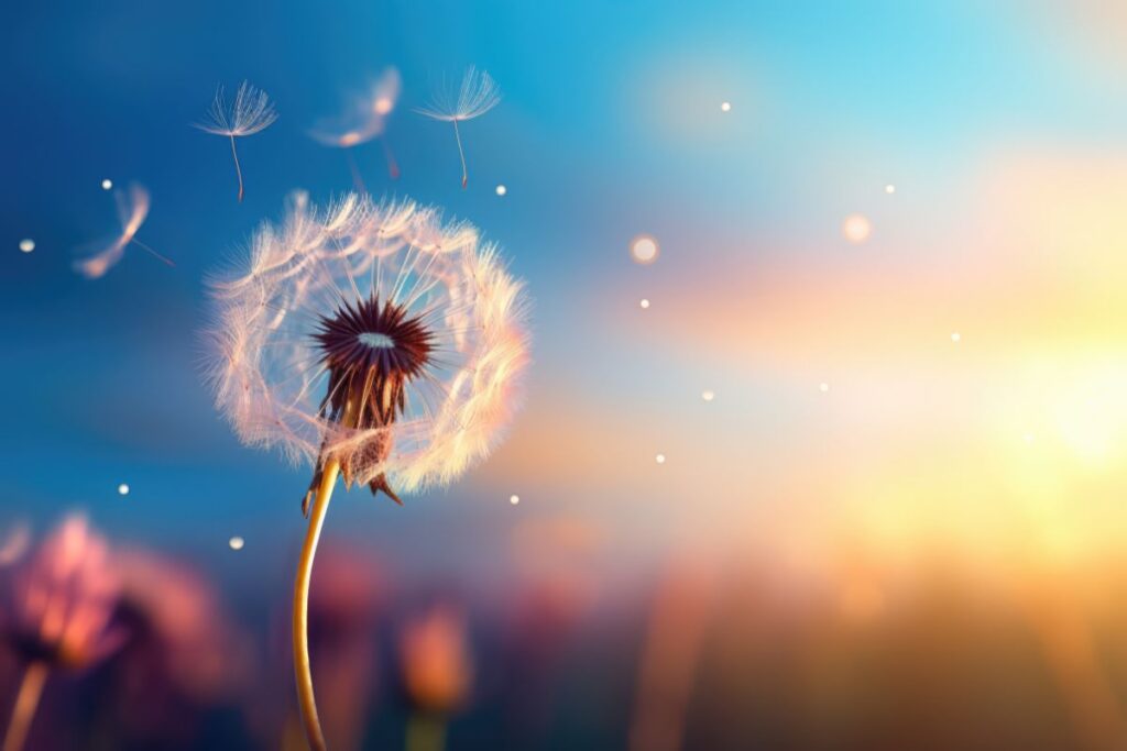 dandelion blowing off in wind