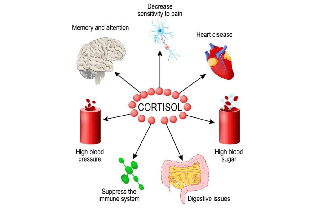 infographic of your body's response to stress