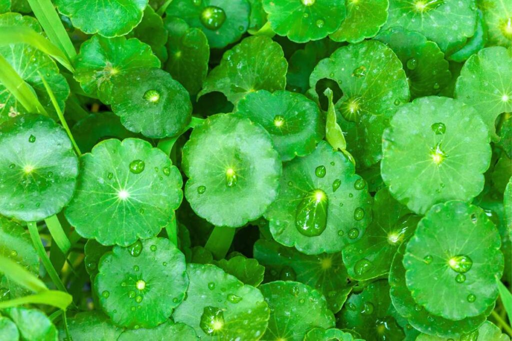 Gotu Kola herb with raindrops on the leaves
