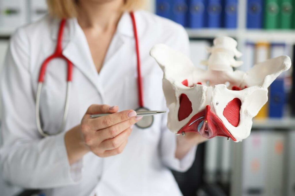 doctor showing pelvic floor model